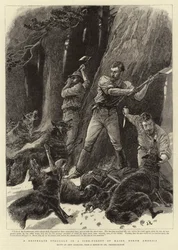 Ein verzweifelter Kampf in einem Kiefernwald von Maine, Nordamerika